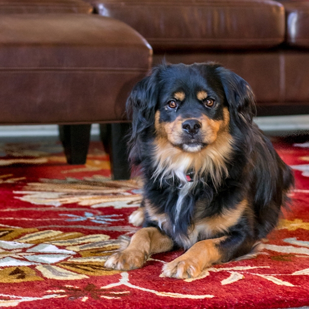 Pet Stains Carpet Cleaning